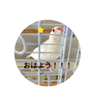 文鳥のむぎちゃんですよぉ〜！2（個別スタンプ：15）