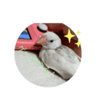 文鳥のむぎちゃんですよぉ〜！2（個別スタンプ：16）
