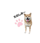 毎日柴ちゃん‼︎（個別スタンプ：2）