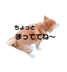 毎日柴ちゃん‼︎（個別スタンプ：6）