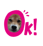 毎日柴ちゃん‼︎（個別スタンプ：8）