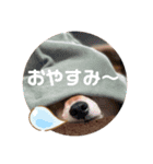 毎日柴ちゃん‼︎（個別スタンプ：10）