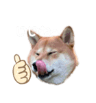 毎日柴ちゃん‼︎（個別スタンプ：13）