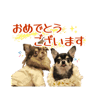 Roy Luna チワワスタンプ（個別スタンプ：2）