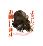 Roy Luna チワワスタンプ（個別スタンプ：3）