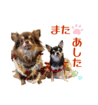 Roy Luna チワワスタンプ（個別スタンプ：4）