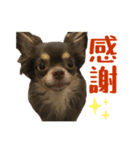 Roy Luna チワワスタンプ（個別スタンプ：5）