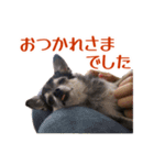 Roy Luna チワワスタンプ（個別スタンプ：10）