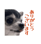 Roy Luna チワワスタンプ（個別スタンプ：11）