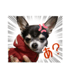 Roy Luna チワワスタンプ（個別スタンプ：12）