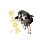 Roy Luna チワワスタンプ（個別スタンプ：14）
