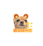 ちわころちゃん（個別スタンプ：1）