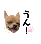 ちわころちゃん（個別スタンプ：2）