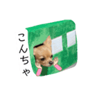ちわころちゃん（個別スタンプ：3）