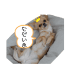 ちわころちゃん（個別スタンプ：4）