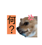 ちわころちゃん（個別スタンプ：8）