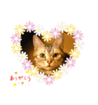 困った時の猫頼み！Aya（個別スタンプ：1）