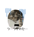 困った時の猫頼み！Aya（個別スタンプ：2）