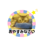 困った時の猫頼み！Aya（個別スタンプ：8）