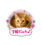困った時の猫頼み！Aya（個別スタンプ：10）