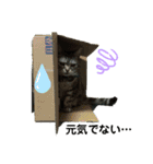 困った時の猫頼み！Aya（個別スタンプ：12）