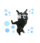 困った時の猫頼み！Aya（個別スタンプ：13）