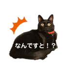 困った時の猫頼み！Aya（個別スタンプ：15）