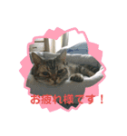 困った時の猫頼み！Aya（個別スタンプ：16）