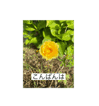 お花畑 ★シンプルなコトバ★（個別スタンプ：3）