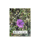 お花畑 ★シンプルなコトバ★（個別スタンプ：14）
