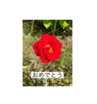お花畑 ★シンプルなコトバ★（個別スタンプ：18）