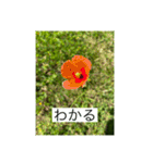 お花畑 ★シンプルなコトバ★（個別スタンプ：31）