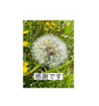 お花畑 ★シンプルなコトバ★（個別スタンプ：36）