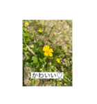 お花畑 ★シンプルなコトバ★（個別スタンプ：39）