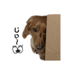 しょこちスタンプ（個別スタンプ：7）