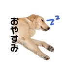 うちのにこすけ（個別スタンプ：16）