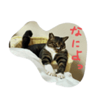 保護猫のぷー太郎（個別スタンプ：1）