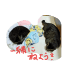 保護猫のぷー太郎（個別スタンプ：2）