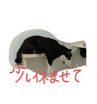 保護猫のぷー太郎（個別スタンプ：3）