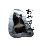 保護猫のぷー太郎（個別スタンプ：4）
