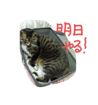 保護猫のぷー太郎（個別スタンプ：6）