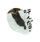 保護猫のぷー太郎（個別スタンプ：7）