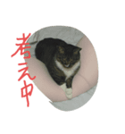 保護猫のぷー太郎（個別スタンプ：8）