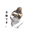 家の猫ズ@月（個別スタンプ：1）