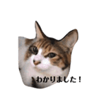 家の猫ズ@月（個別スタンプ：3）