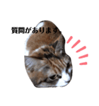 家の猫ズ@月（個別スタンプ：5）