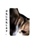家の猫ズ@月（個別スタンプ：7）