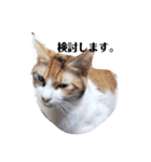 家の猫ズ@月（個別スタンプ：8）