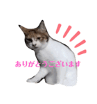 家の猫ズ@月（個別スタンプ：9）