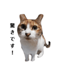 家の猫ズ@月（個別スタンプ：11）